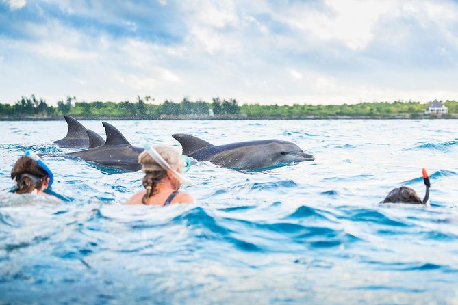 DolphinTours