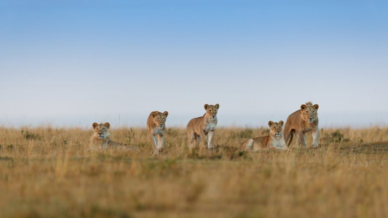 ultimate-serengeti