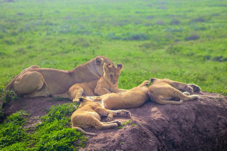 lion-group