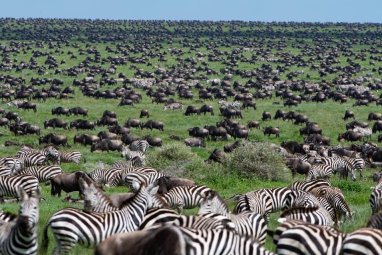 Ndutu-animals