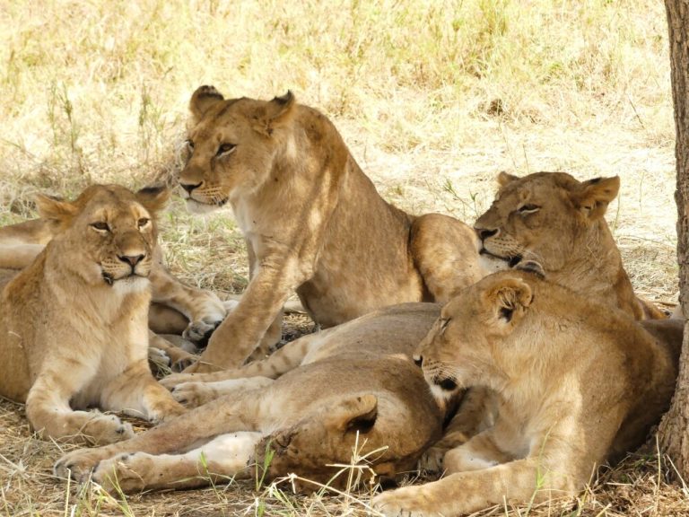 LIONFAM