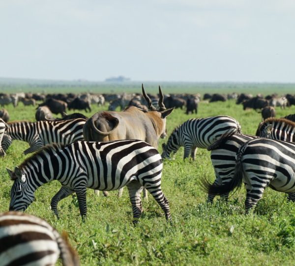 3 Days Tarangire National Park