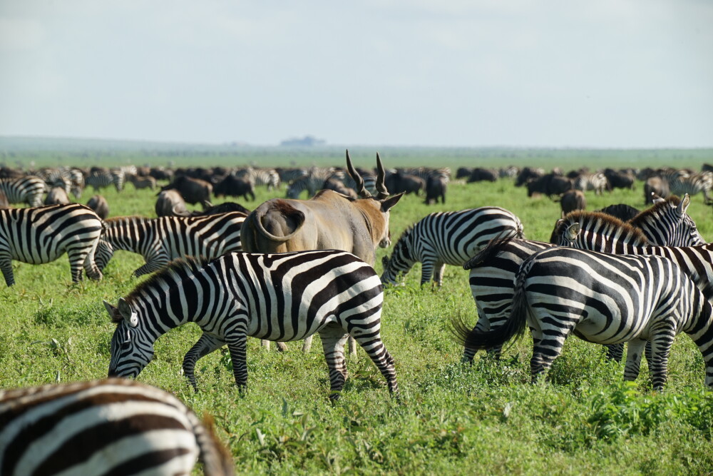 3 Days Tarangire National Park