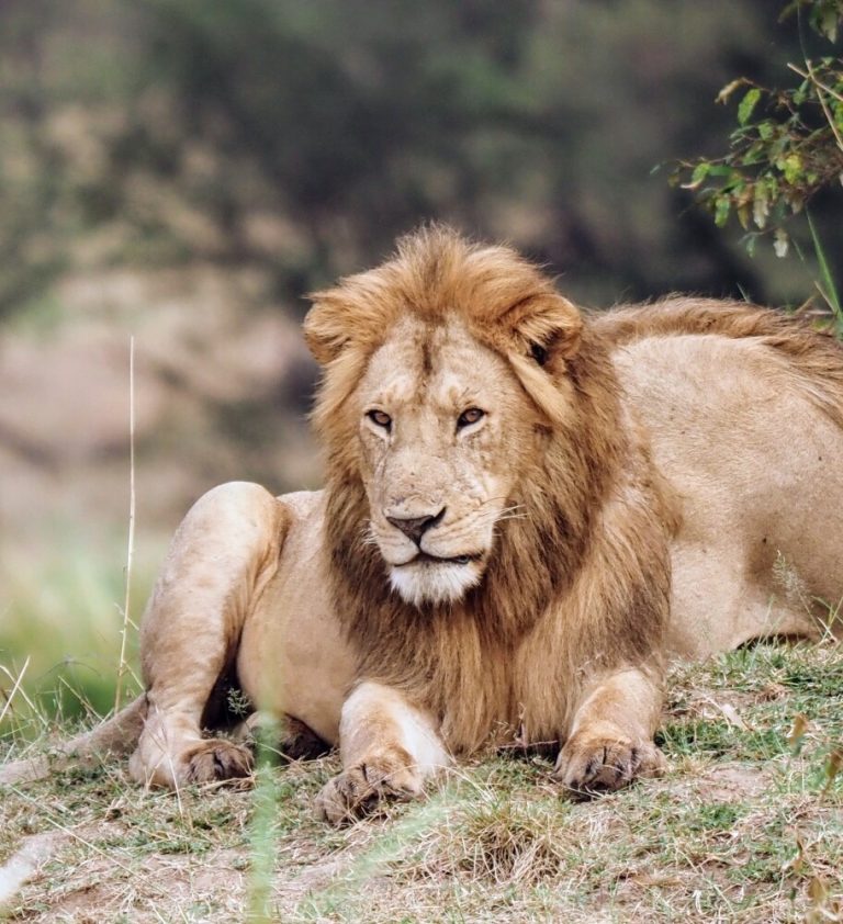 lionws