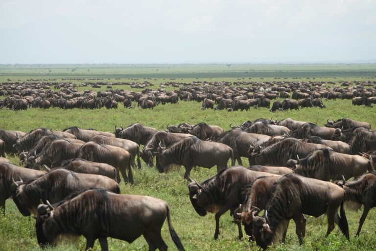 ndutu