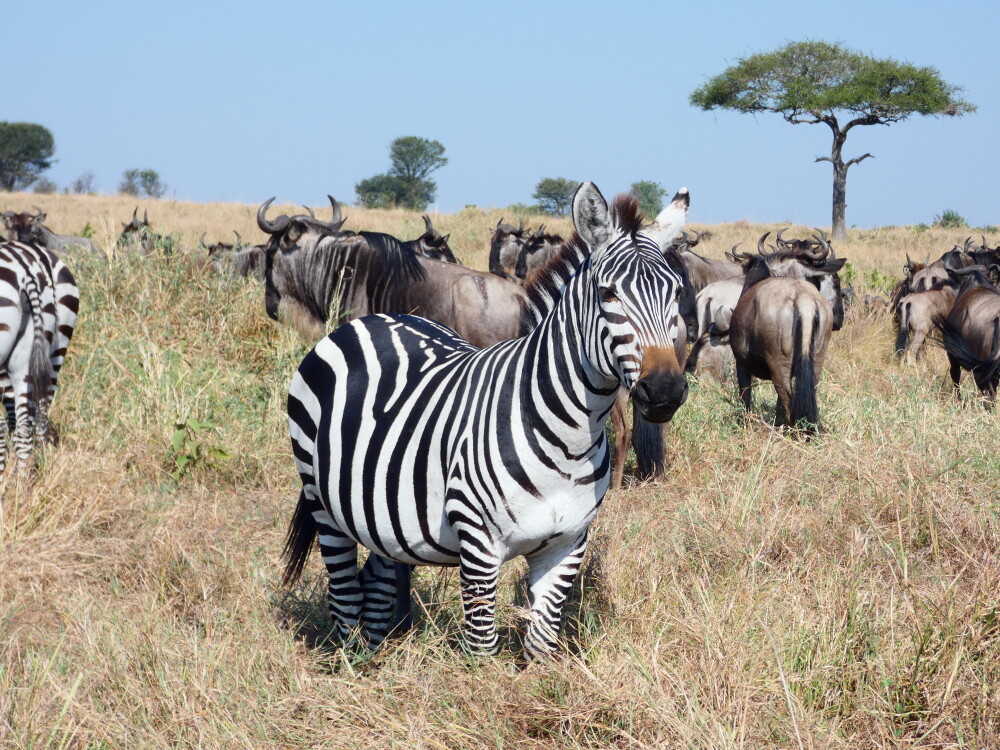 10 Days Safari to Nyerere, Mikumi Udzungwa & Ruaha National Parks